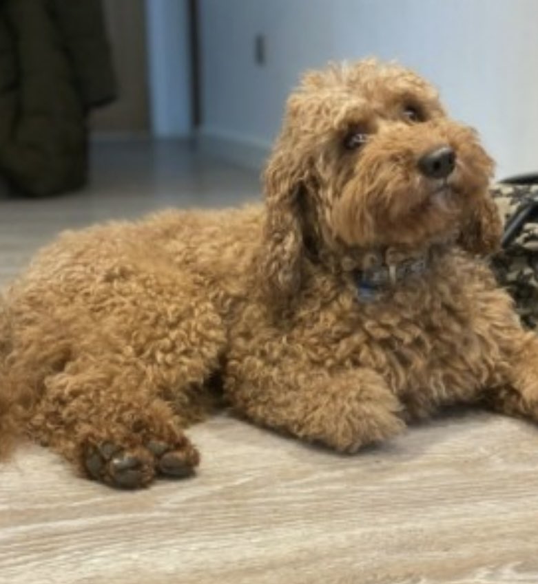 rosieDoc2's tweet photo. RED missing #Fornham #StMartin #SUFFOLK #IP31 12/4/22 EAST ANGLIA
Male #Cockapoo
CHIPPED
RED HAS BEEN SEEN IN Formham Business Park
https://t.co/LW7H1B2wRa
@RachaelB100 @bs2510 @FornhamBusiness @FornhamBells @WoolpackFornham @MsTKIndeed @MissingPetsGB @KarenFi51820768 https://t.co/PFveftA0sh