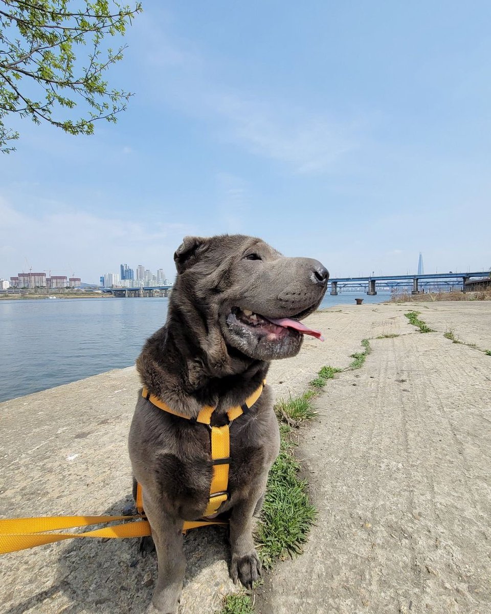VAMPZ_PH's tweet photo. 20220412 @/cash_mini_vampz Instagram Update
Caption:
Nice Weather ⛅
.
.
#Cash #캐시 #minivampz #VAV #bluesharpei #sharpeipuppy #sunnyday #spring
#vampz #VAV #브이에이브이 #vavcash #cash @VAV_official @VavCash
~👑
Translation may not be 100% accurate https://t.co/ie1lkZo2LS