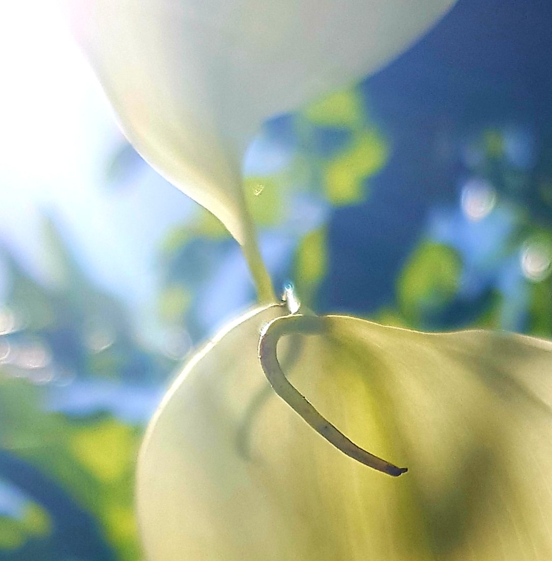 Figuras tatuadas en la piel de cala...
#stamen
#antedeschiaaethiopica #alcatraz #cala #caladeetiopia #arodeetiopia #liriodeagua #cartucho #flordepato o #flordeljarro #flores #plantas #flowers #plants #jardin #garden #grancanaria #canaryislands