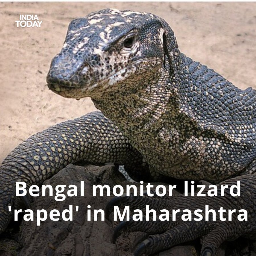 虐待 インドで絶滅危惧種ベンガルオオトカゲに性的暴行をくわえた密猟者4人が逮捕される Edamame