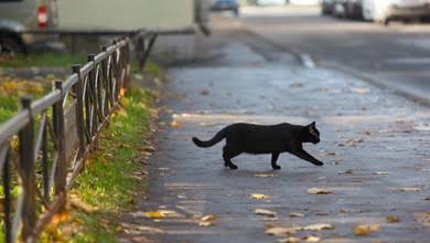 #ancestryhour Don't cross any path once a cat🐈 crosses before you do #KZNWeather #KZNFloods #KZNFlooding 🌐onlinespellcaster3.wixsite.com/mysite