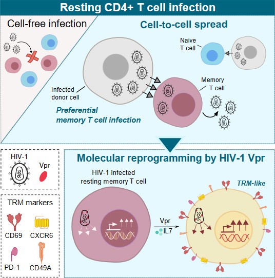 📢Hot off the press! #publicationalert
Our most recent offering from @Jolly_Lab. 
“HIV-1 Vpr drives a tissue residency-like phenotype during selective infection of resting memory T cells”-Read the full story here: tinyurl.com/2p8fyumw 
And as it is fashionable, a 🧵⬇️ (1):