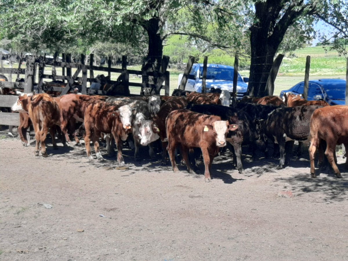 agrocontrolcba's tweet photo. Ganaderos!!!!

- Excelente repunte esta teniendo el #gordo llegando a una relación gordo/ternero de 0.95 y parece encarar el 1.00.
👇👇👇👇 https://t.co/L52ZpaFNqw