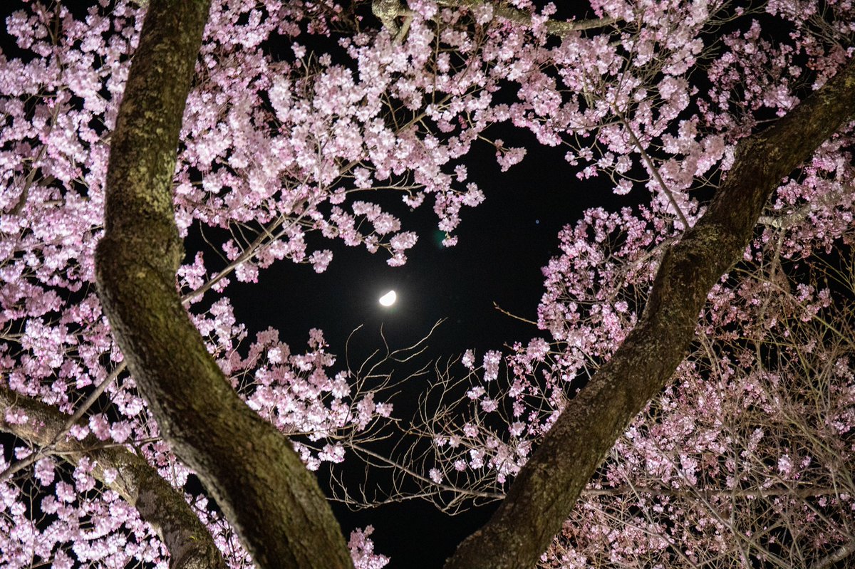 smileasw's tweet photo. #写真好きな人と繋がりたい
#写真のかなでる私の世界
#photography 
#高遠桜 https://t.co/GW3PsK86x6