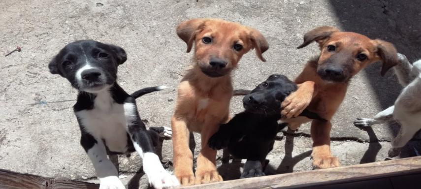 bandnentx2's tweet photo. #Anipals #ClickerCrew #StrongerTogether2022
Please #ClickForFree #Daily for each dog, cat, group of animals & emergency fund‼️
Thank you for all you do‼️ #FreeClicksWork‼️ https://t.co/e4xM0i5gLt
