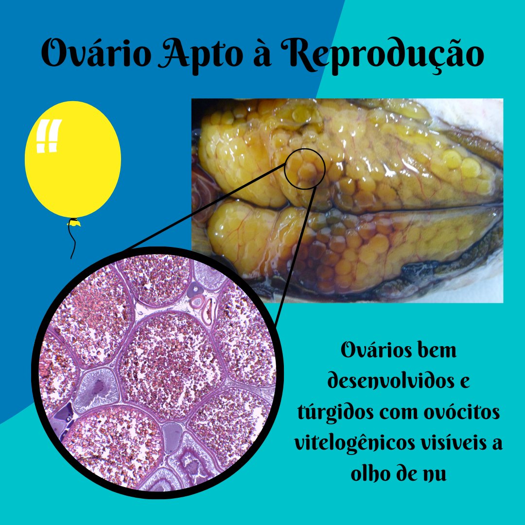 labictioufs's tweet photo. Você sabe como as fases reprodutivas são definidas? 🤔

Dá uma olhada na postagem e vem saber mais aqui no link! 😉

https://t.co/rfxg6dy2o3 https://t.co/rsEwzOtlVo