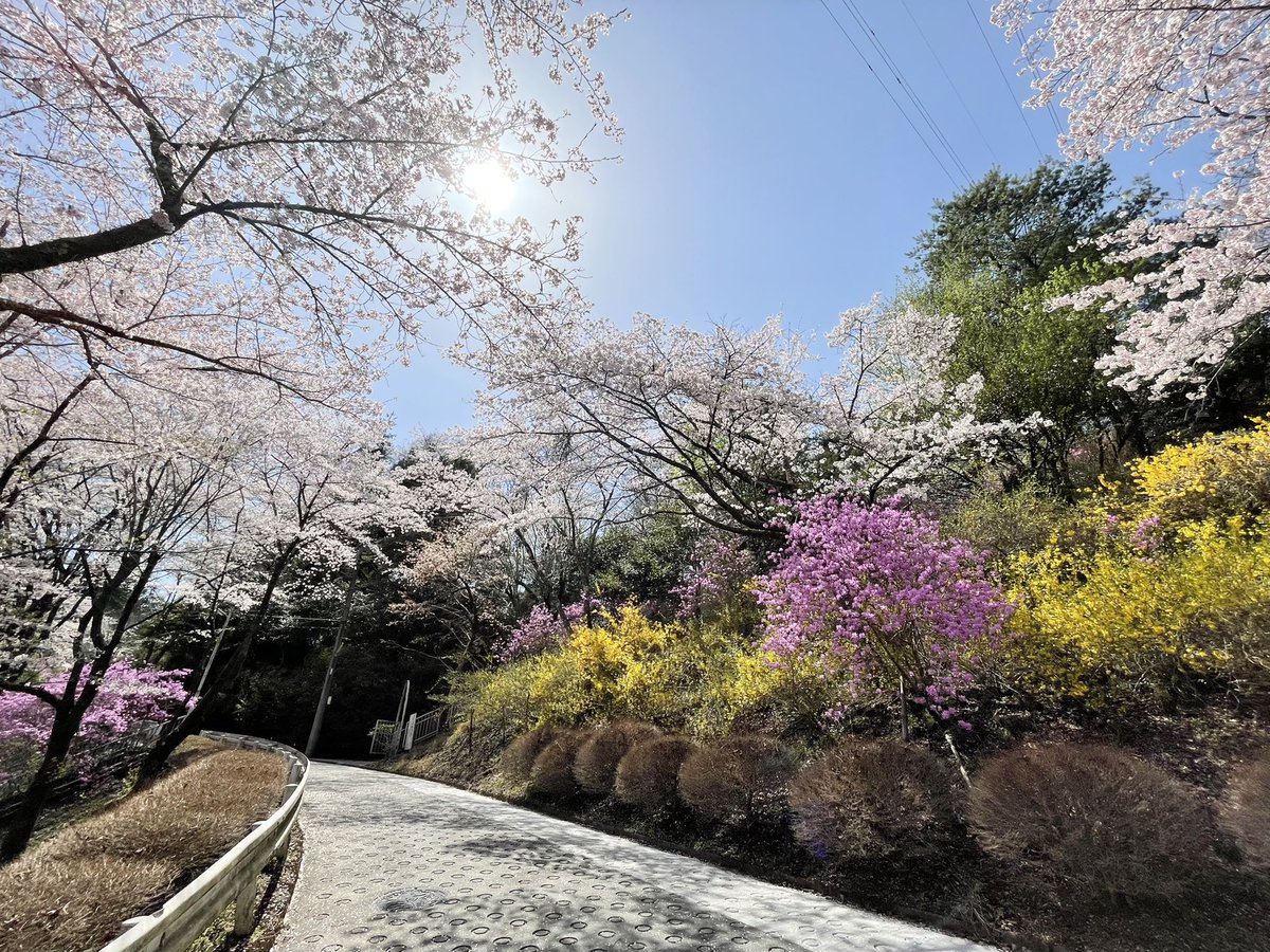 mountscape_'s tweet image. カヌー工房があるOKUTAMA+（旧古里中学校）の周辺では沢山のお花が咲いています🌸

#奥多摩 #カヌーのある生活 #canoe