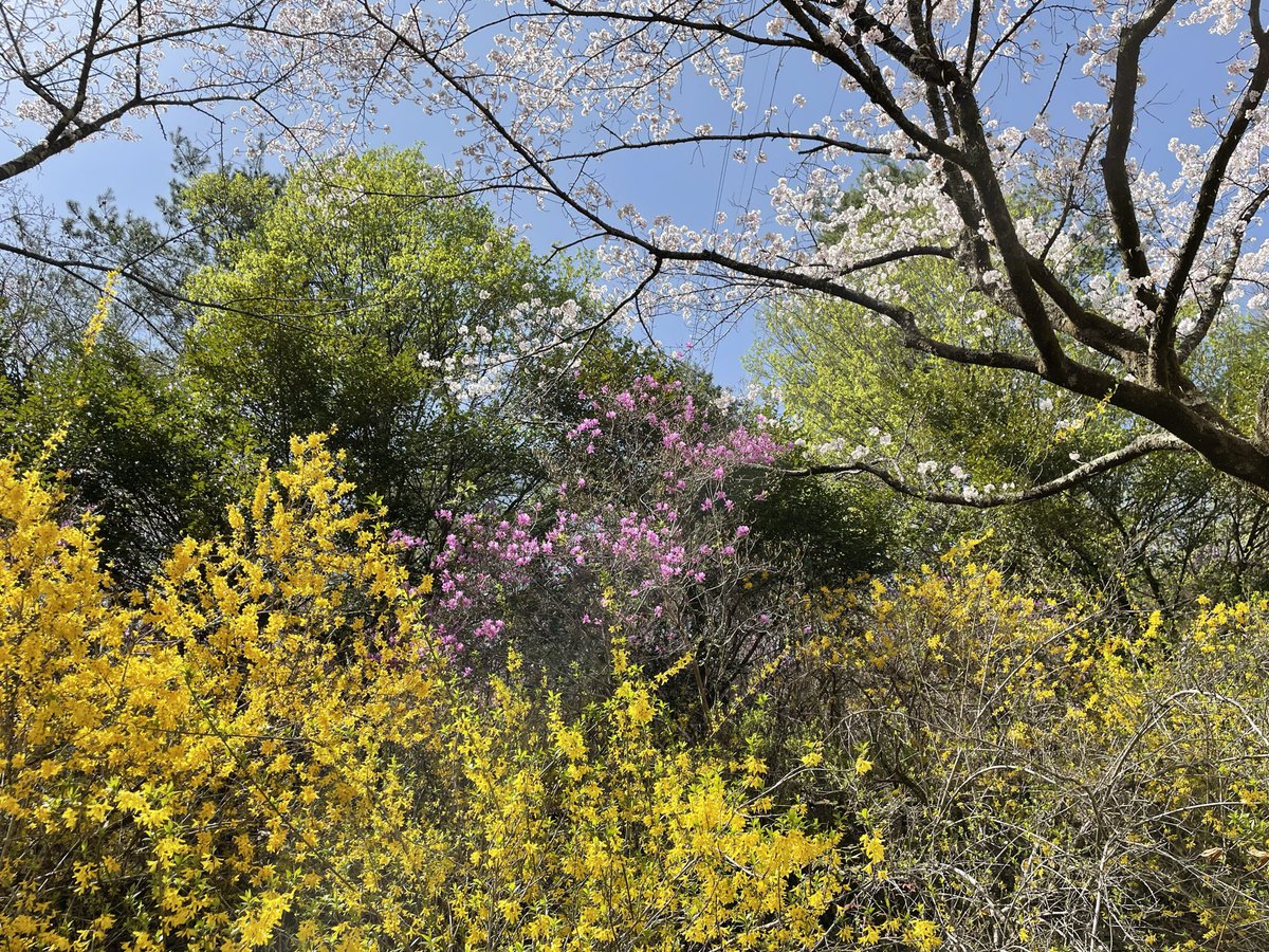 mountscape_'s tweet image. カヌー工房があるOKUTAMA+（旧古里中学校）の周辺では沢山のお花が咲いています🌸

#奥多摩 #カヌーのある生活 #canoe