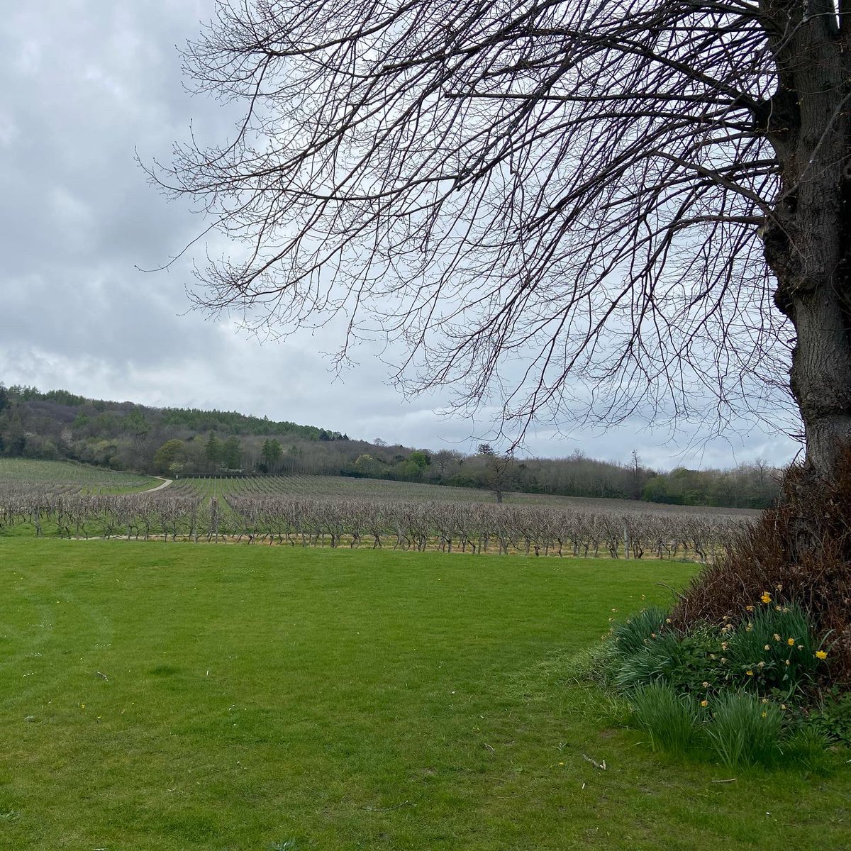 mastersofwine's tweet photo. Weโve been busy here at the UK seminar in Surrey - a productive week for MW students so far with workshops, tastings and feedback sessions ๐ @denbiesvineyard #mastersofwine #mwstudyprogramme https://t.co/RRUb75UGRu