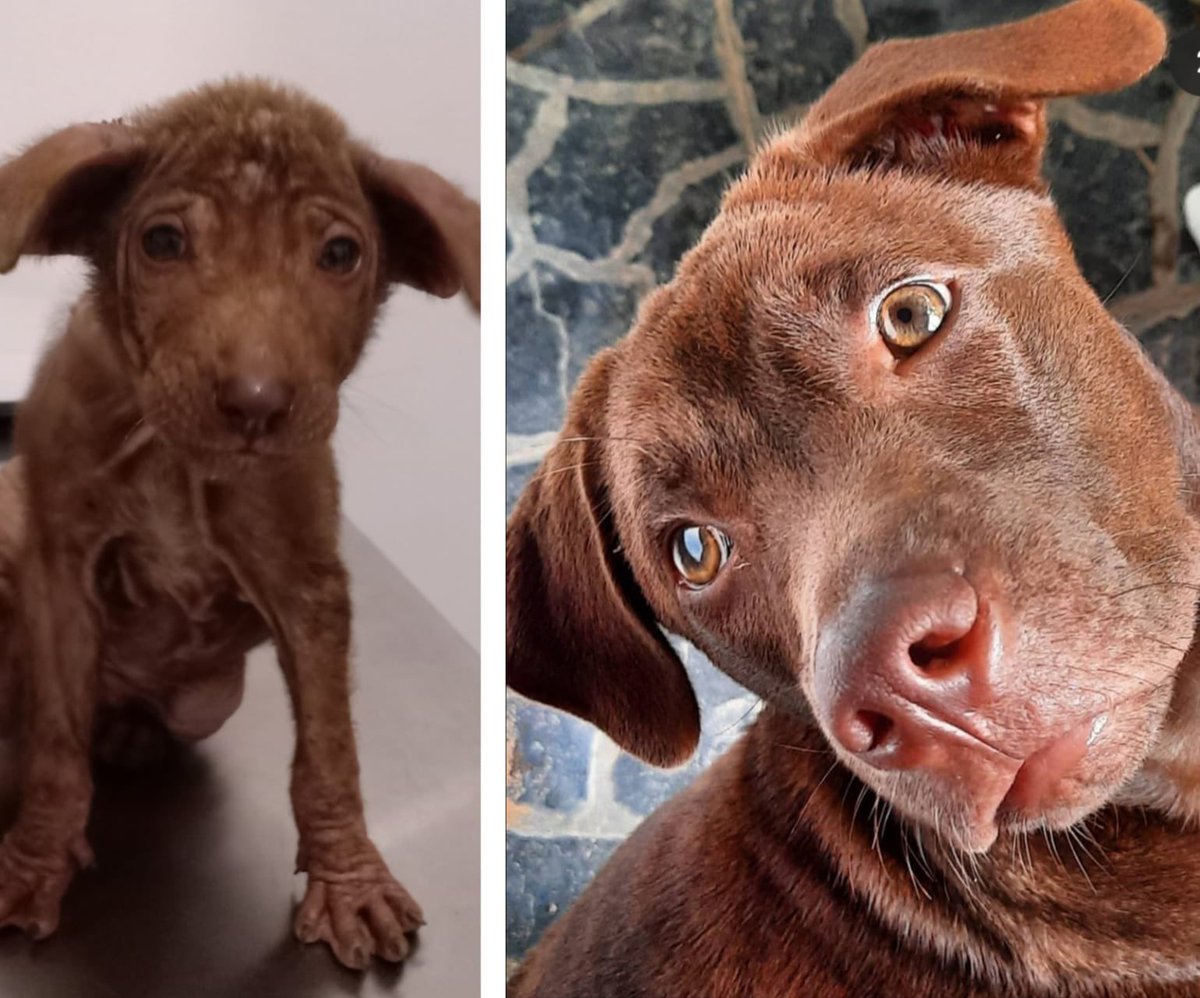 MundoApp_YT's tweet photo. Ya casi 2 aรฑos amigo, te recogimos llorando al borde de una carretera mรกs muerto que vivo y fรญjate hoy en lo que te has convertido!
โฅ๏ธ๐ถ
#balidogs #RescueDogs #dogsoftwitter https://t.co/mRabh8yOil