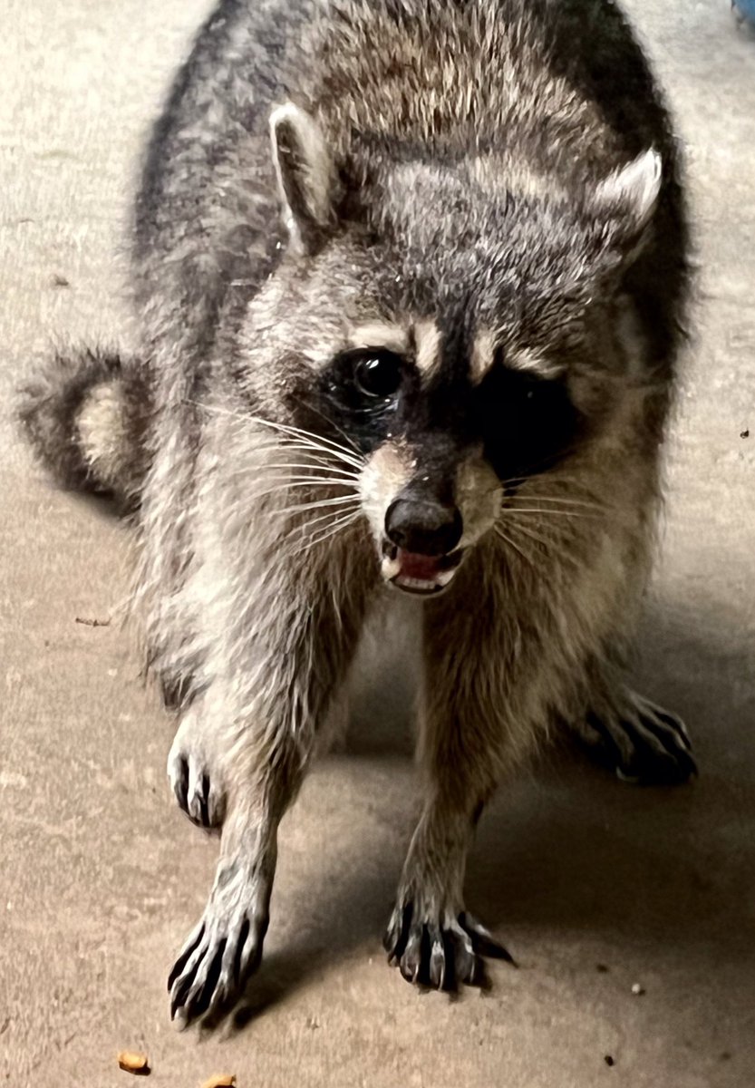George Coony #Raccoon #raccoons #friends #Neighbours #Neighbor #animals #cute #CuteAnimals #beautiful #NationalPetDay #HES SO CUTE #photography #photooftheday #photo #home <a href="/AngelaMowery4/">Creative Girl in Texas</a> <a href="/raccoonhourly/">Raccoons Hourly</a> <a href="/RaccoonDaily/">Daily Raccoon</a>