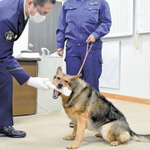 お手柄!行方不明の女性を捜し出した警察犬!欲しいのは感謝状より犬用ガムｗ