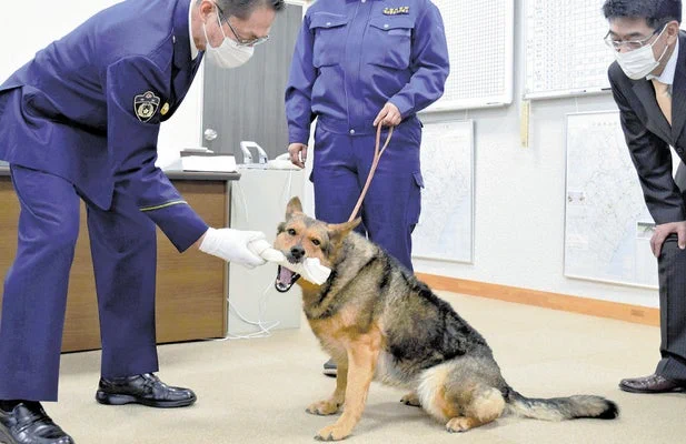 お手柄！行方不明の女性を捜し出した警察犬！欲しいのは感謝状より犬用ガムｗ
