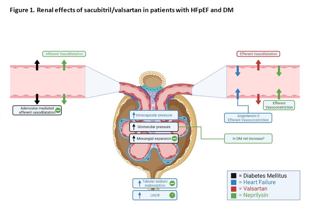 SeguraCardio's tweet photo. 📌The interplay between #SacubitrilValsartan, #HFpEF, diabetes &amp; kidney function

#CardioEd #CardioTwitter https://t.co/hjZinjDqb5