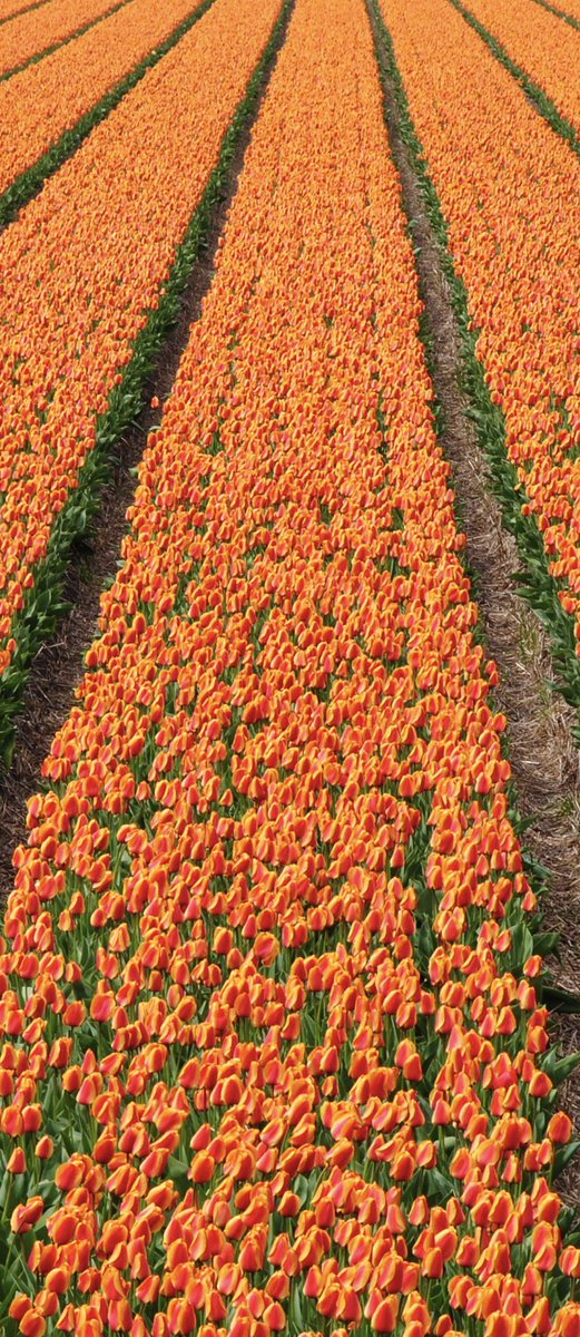 albumeditions's tweet photo. 🇳🇱Flowering tulip fields, the symbol of the Dutch spring! @PanoPhotos #Panophotos  PanoChallenge #13: Spring or Fall Vertically. #Holland #Nederland #Netherlands #Dutchspring #Tulips @ThePhotoHour #Vertorama https://t.co/i4bckXvM2F