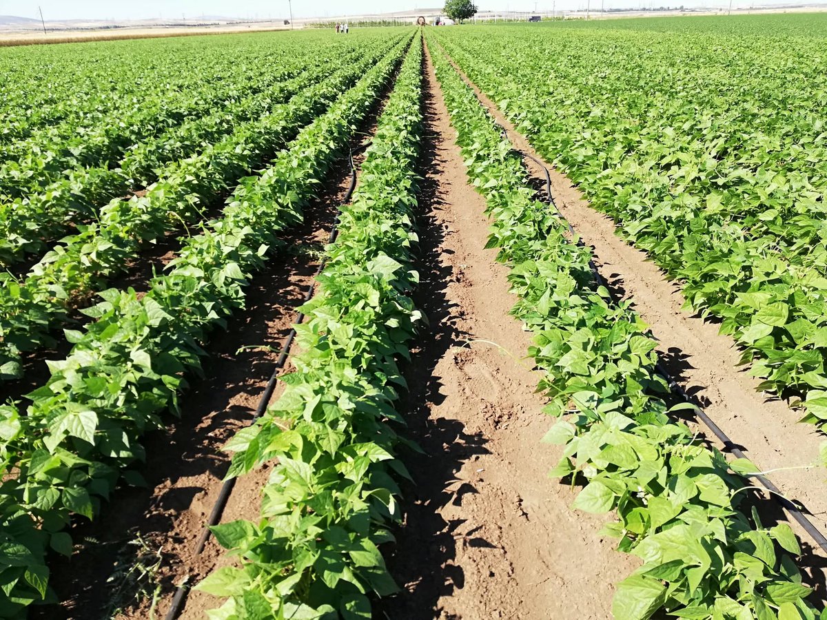 We witness a great crisis in supply chains that it just started. Market seeks for maize, wheat and barley. This high demand is a driven for farmers that unfortunately will lead in monoculture patterns. Market needs to make a shift to alternative products and nutrition 
#legumes