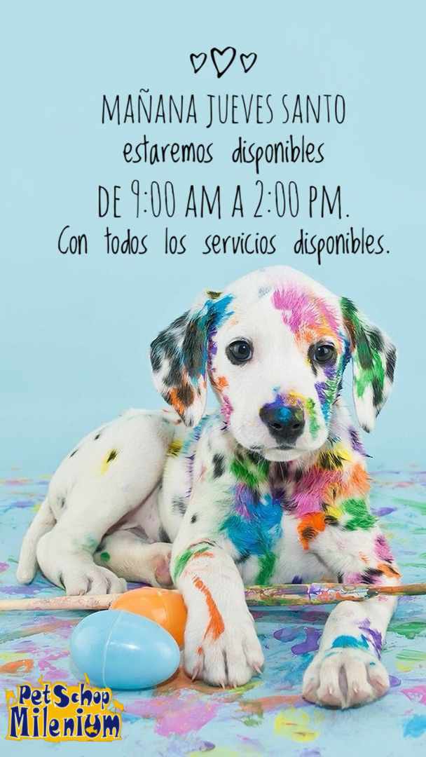 Tienda de Mascotas tweet media