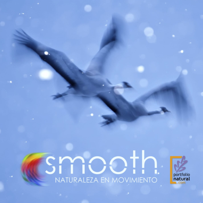 PorfolioNatural's tweet photo. SMOOTH es nuestro actual proyecto expositivo. 

SMOOTH es Movimiento; es Naturaleza; es Arte.

Casa de la cultura “Jaume Pastor y Fluixá” del 8 al 30 de abril de 2022. Los horarios de visita son de lunes a viernes de 8 a 22 h y el sábado de 8 a 14 h.

https://t.co/PvM7XFY1QJ https://t.co/C7R6ewfY53