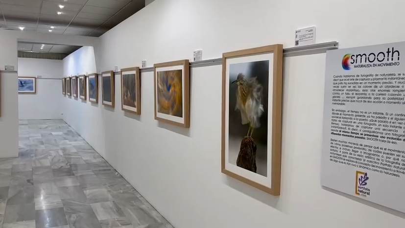 PorfolioNatural's tweet photo. SMOOTH es nuestro actual proyecto expositivo. 

SMOOTH es Movimiento; es Naturaleza; es Arte.

Casa de la cultura “Jaume Pastor y Fluixá” del 8 al 30 de abril de 2022. Los horarios de visita son de lunes a viernes de 8 a 22 h y el sábado de 8 a 14 h.

https://t.co/PvM7XFY1QJ https://t.co/C7R6ewfY53