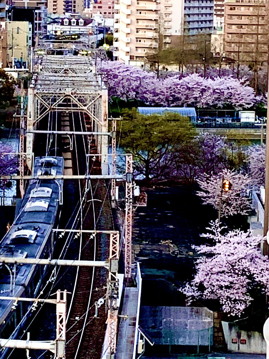 _sora_iro_iro's tweet photo. ちょっと変わった位置から

電車と桜のコラボ🌸

写真の方角の電車に
最近乗ってないけど…

車窓から見える桜
とても綺麗だった記憶があります😊

#TLを花でいっぱいにしよう 
#キリトリセカイ 
#ファインダー越しの私の世界
#花が好きな人と繋がりたい https://t.co/OMGC3BPWXd