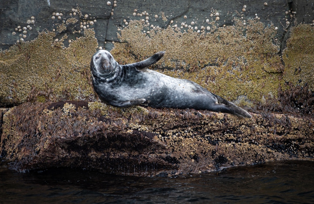 femsperspective's tweet photo. 📸 Suzanne Plunkett
@suzanneplunkett is entering the #ComedyWildlifeAwards with a selection of fantastic images, including this shot she took in the Shetland Islands last year, alongside the caption "They Went That-A-Way"

#WildlifePhotography #womenphotograph #shotbywomen https://t.co/a27ZJ5UtQu