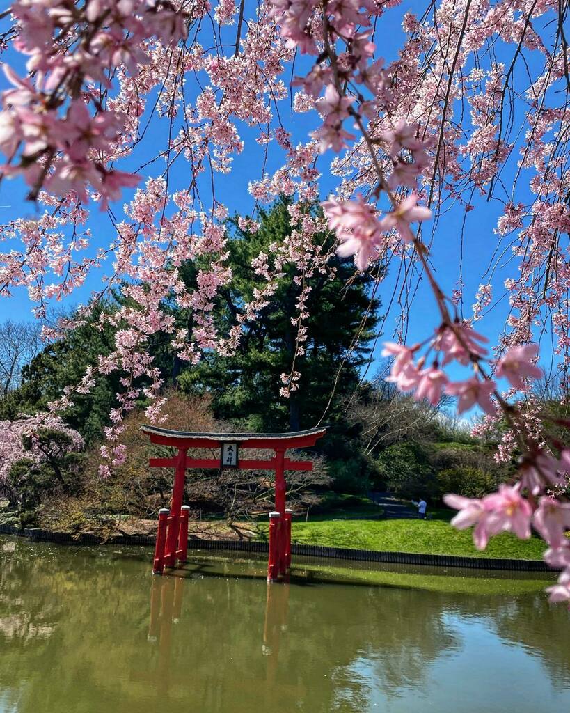 Manuel_MC's tweet image. Pendant qu’un tireur fou était activement recherché dans le quartier d’à côté, nous avons préféré passer du temps dans le jardin Botanique de #brooklyn . Et si tous les cerisiers n’étaient pas encore en fleurs, cela vaut le détour malgré tout. 

#propect… instagr.am/p/CcSk7nCOAFm/