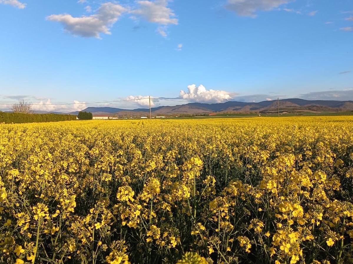 No hace falta recorrer kilómetros para disfrutar de los campos de colza en flor… #esgratis #km0 #apunta en #Arkaia junto a #vitoriagasteiz #turismorural #sostenibilidad #ecologia @nekatur_euskadi <a href="/turismo_vitoria/">Vitória Turismo</a> @alavaturismo @ceres_ecotur <a href="/unai_ugarte/">Unai Ugarte</a>