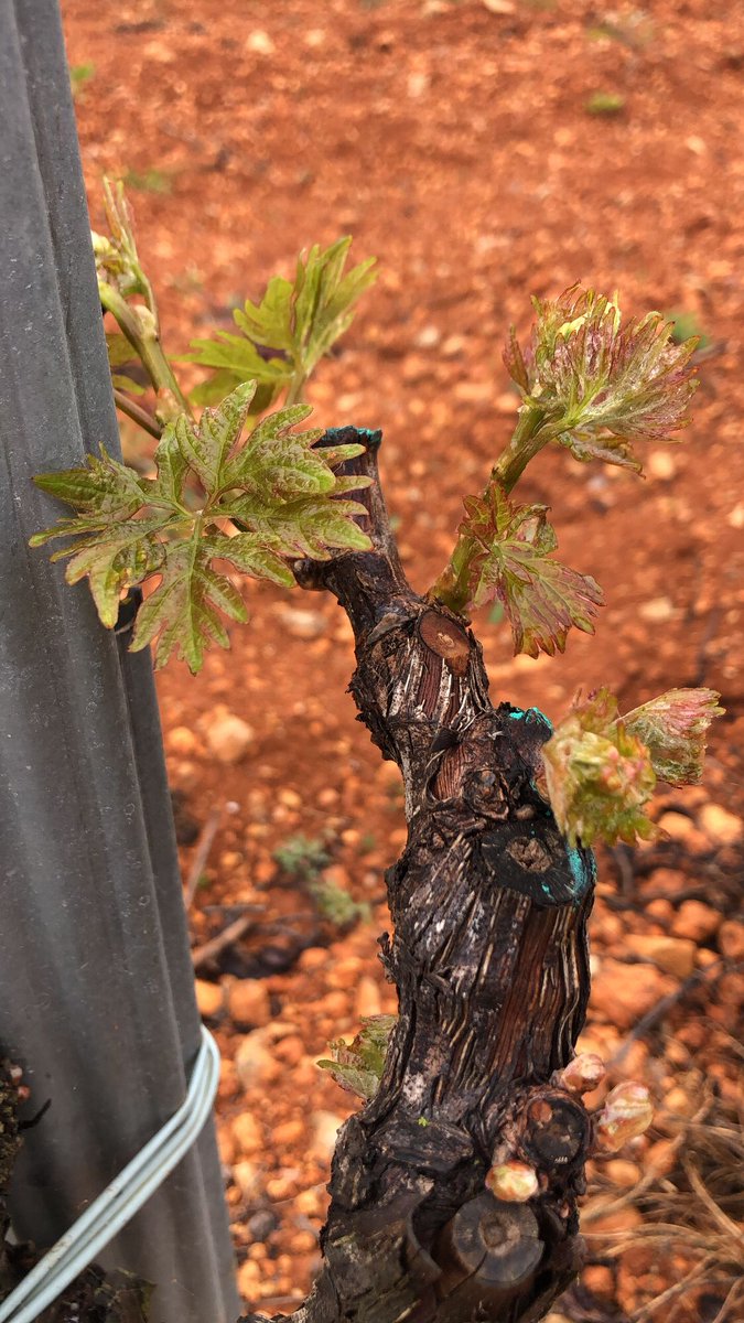 bodevibcn's tweet photo. En #BODEVI nos hemos dividido la #SemanaSanta2022 .Los suertudos que están de vacaciones aprovechan para probar vinos y nos han mandado fotos. Esta vez en #Mallorca @DOPLAILLEVANT #fogoneumallorqui #varietatslocalsIB #viajaconvino #vinoescultura https://t.co/NZNhTbf0oc