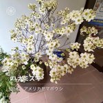 ツイートに含まれる画像