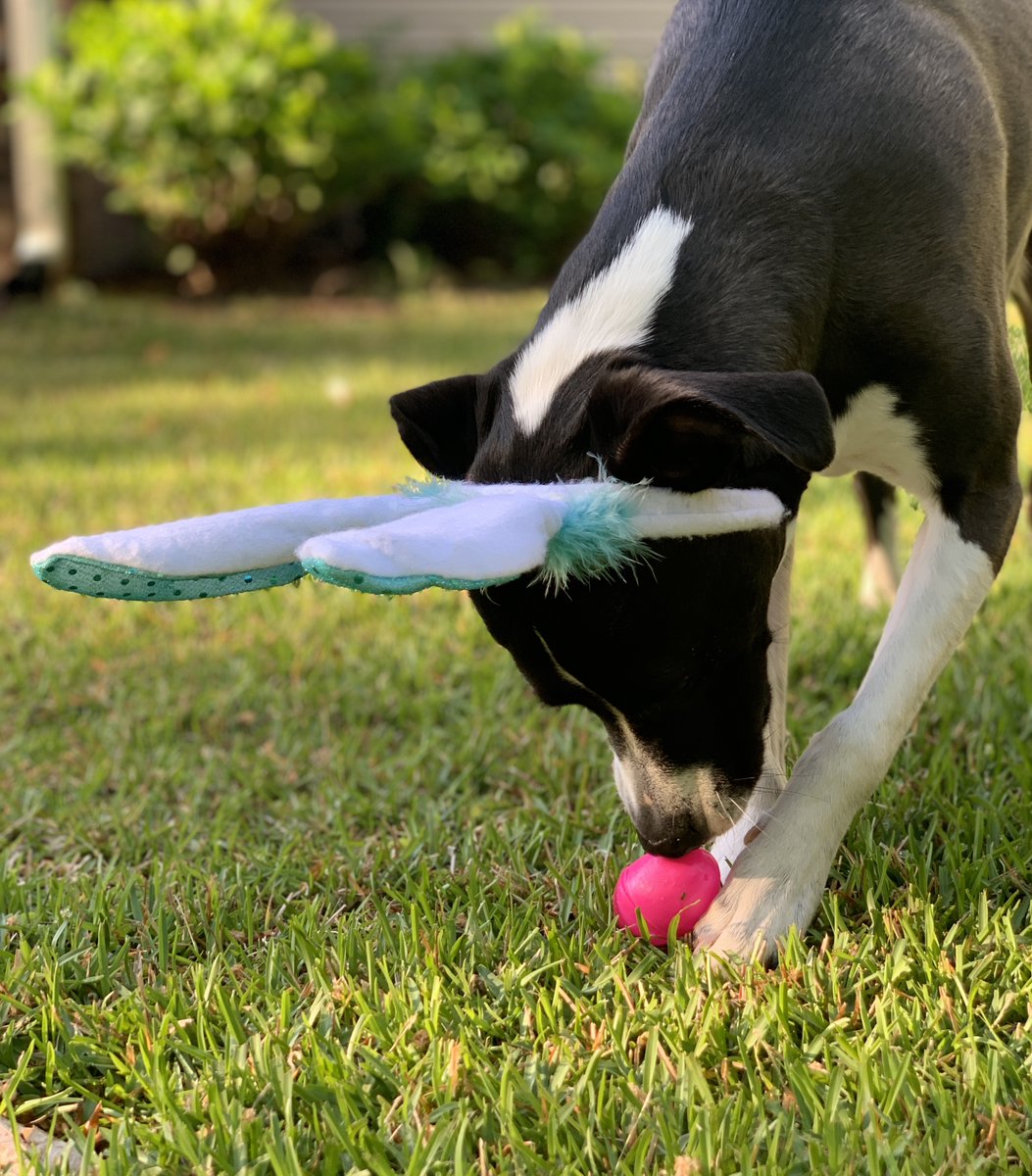 _LunaSkywalker_'s tweet photo. Good morning! I'm so excited for #Easter! 
I wish I could invite all my pup friends over for boops &amp; egg hunting! 🥚🐰

We will #followback to meet even more new friends! 🐾

#dogsoftwitter #cutedogs #WednesdayWallpaper https://t.co/t1rAMUTSzh