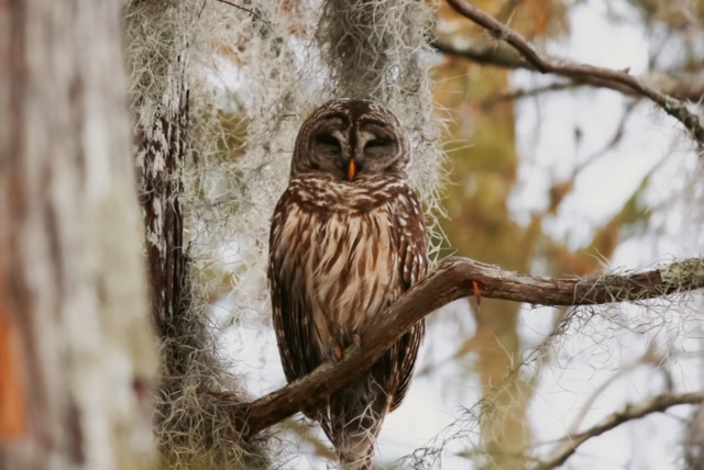 remhq's tweet photo. 25 years ago, GA's governor said NO to mining near the Okefenokee National Wildlife Refuge - now it’s time for GA's current governor to do the same. Help protect the Okefenokee: send the governor a letter asking him to save the swamp &amp; stop the mine.
https://t.co/UjiZOfDebj https://t.co/1Nf2IWjQGl
