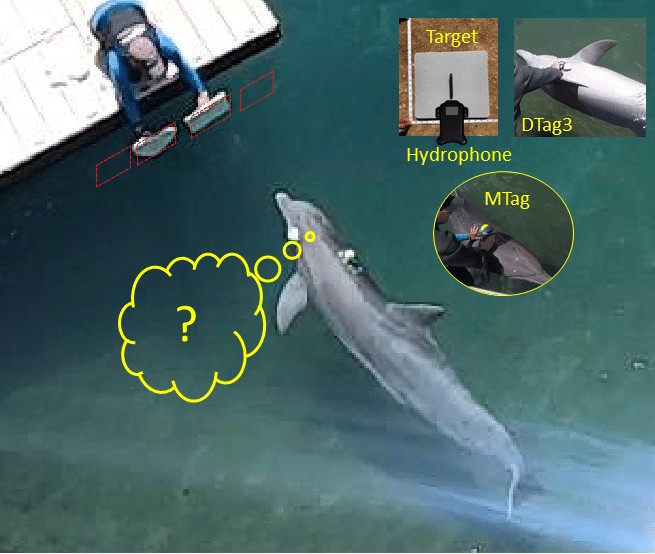 acousticsorg's tweet photo. Towards understanding how dolphins use sound to understand their environment. Read the #ASA181 #LayLanguage paper: https://t.co/blcPRxS17x https://t.co/Nclj4YBPKJ