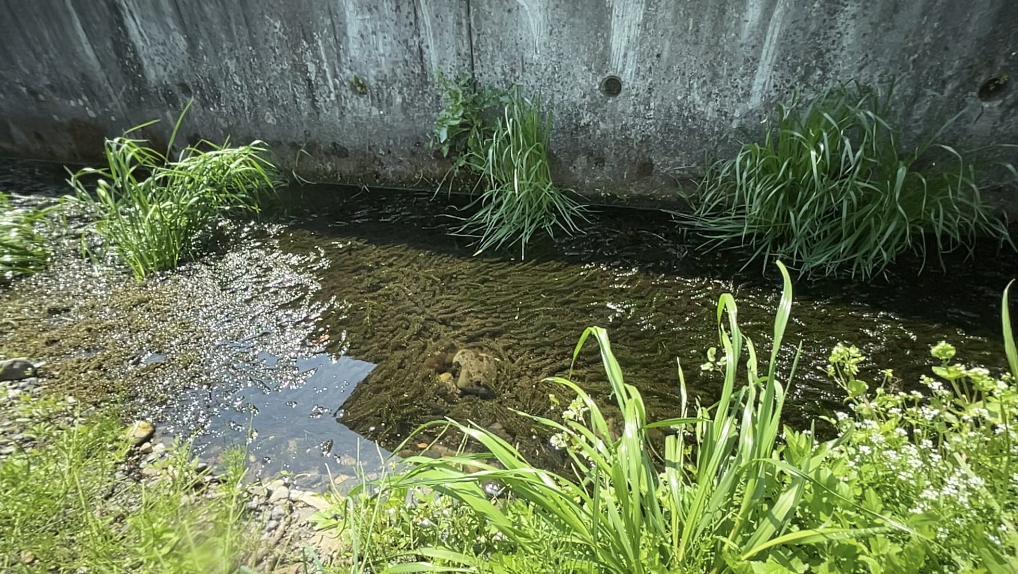 かれっくす 水草 列をなして天空へ向かう酸素たち T Co Oefldudcw1 Twitter