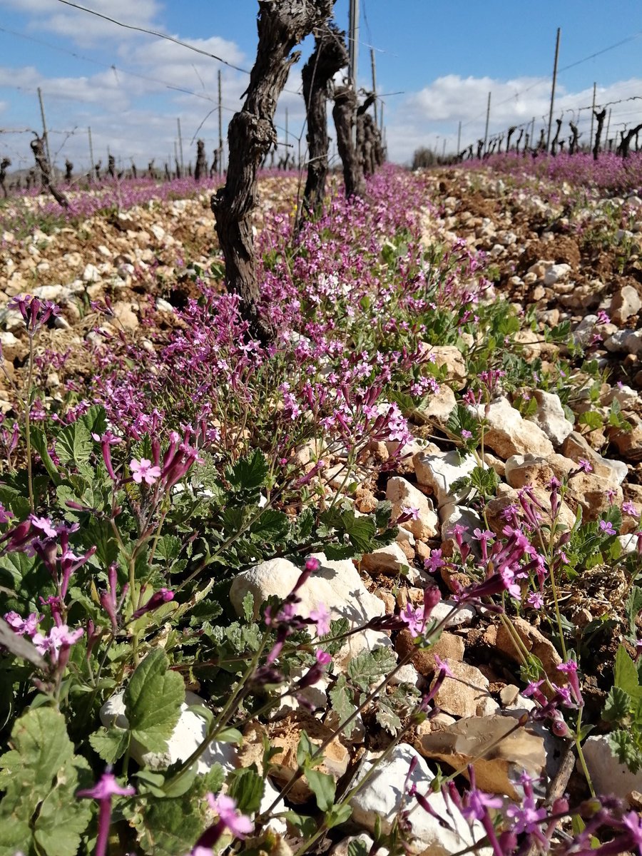 Domaine de Bargylus tweet media