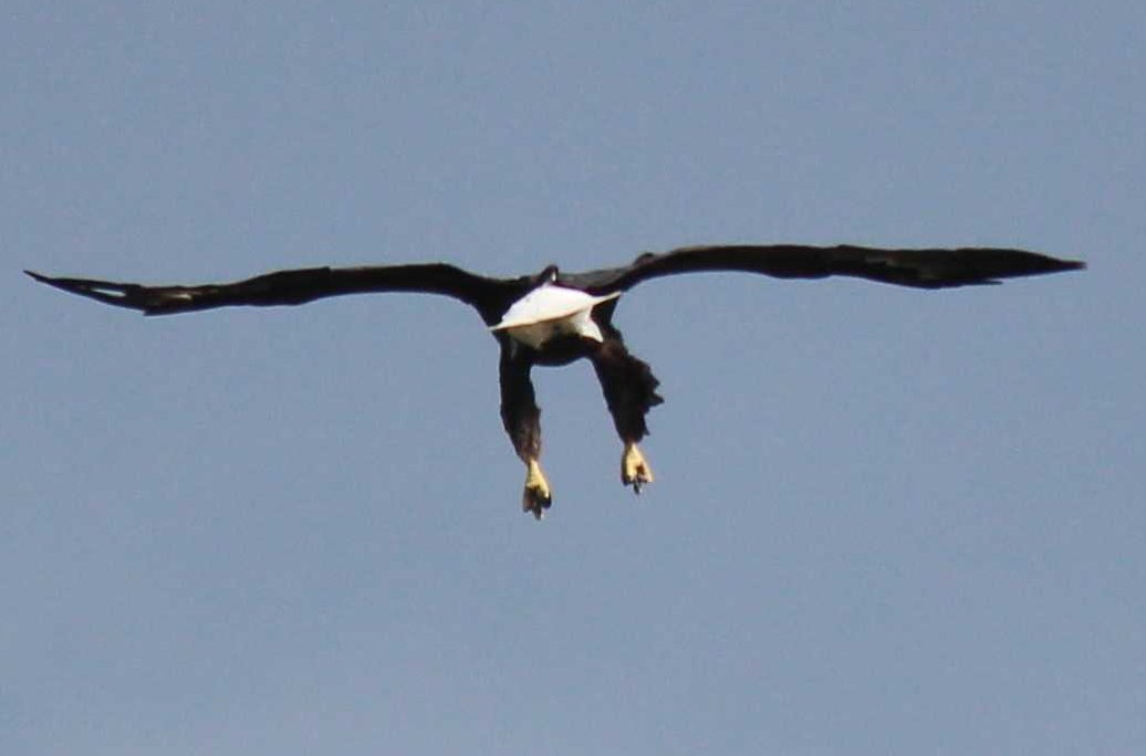 sputterfuss6's tweet photo. #bird #photography #flight #eagle #flapsdown https://t.co/Rc3P9ekAMd