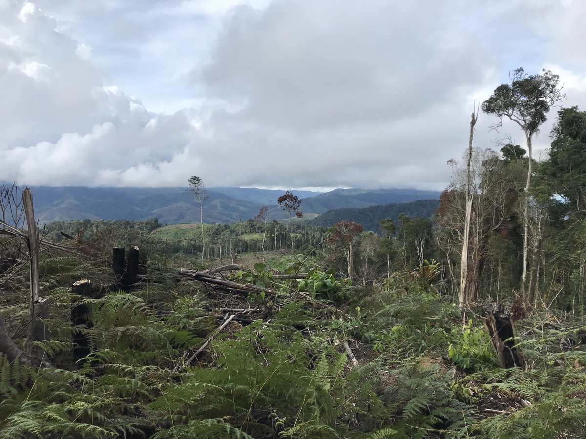 JAppliedEcology's tweet image. Primary forest loss and degradation reduces #biodiversity and #EcosystemFunctioning: A global meta-analysis using dung beetles as an indicator taxon @JorgeAriNoriega 

New paper by López-Bedoya and colleagues available here 👉 bit.ly/37IiG3S

📸 @JorgeAriNoriega