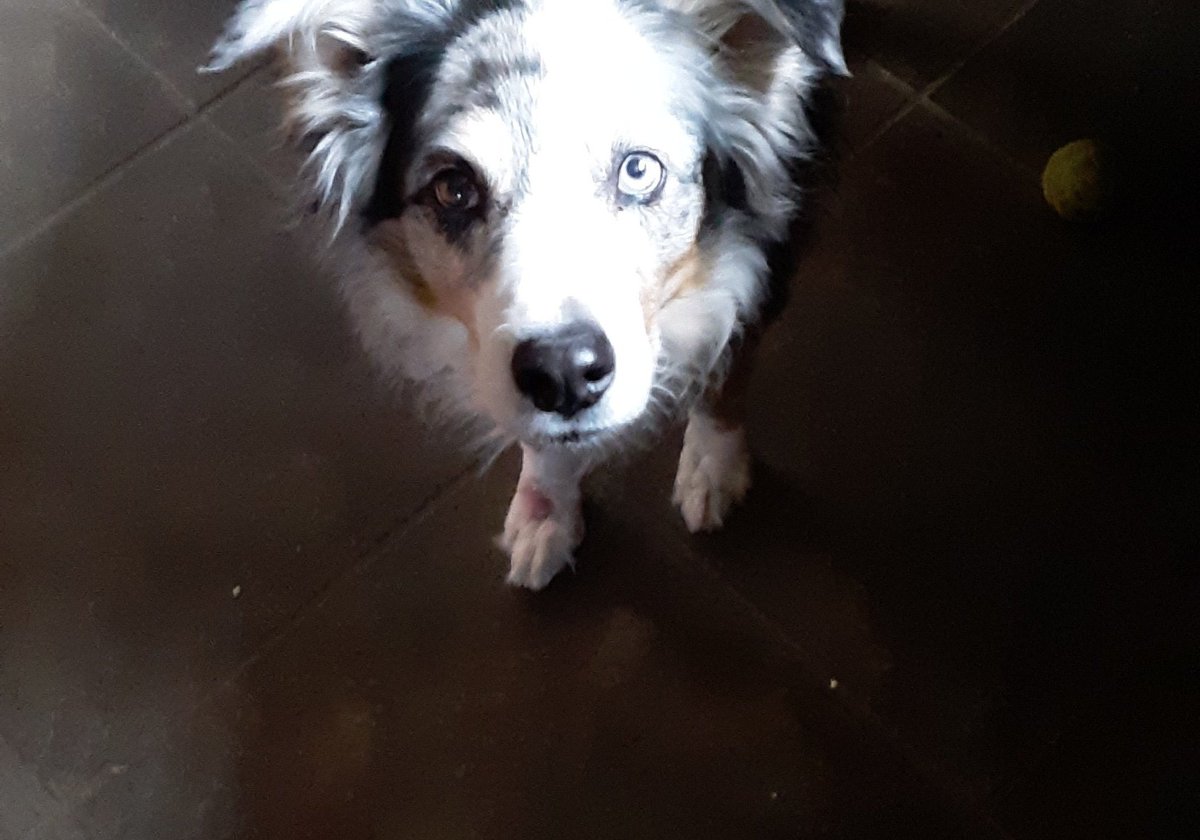 BullDual's tweet image. 13 years ago, this little nugget changed my life. And gave me an unconditional never ending love. I thank the universe for her. Happy 13th Birthday, my little Rhubear. 🤎💙