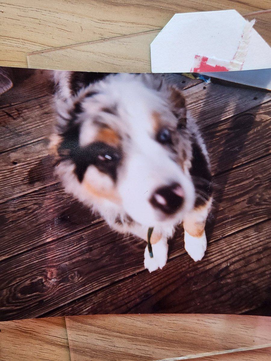 BullDual's tweet image. 13 years ago, this little nugget changed my life. And gave me an unconditional never ending love. I thank the universe for her. Happy 13th Birthday, my little Rhubear. 🤎💙