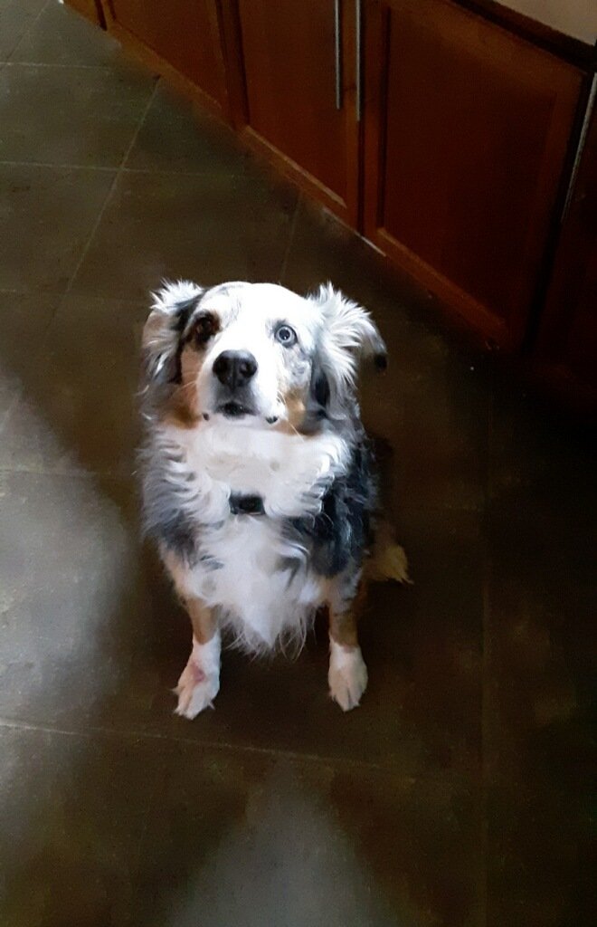 BullDual's tweet image. 13 years ago, this little nugget changed my life. And gave me an unconditional never ending love. I thank the universe for her. Happy 13th Birthday, my little Rhubear. 🤎💙