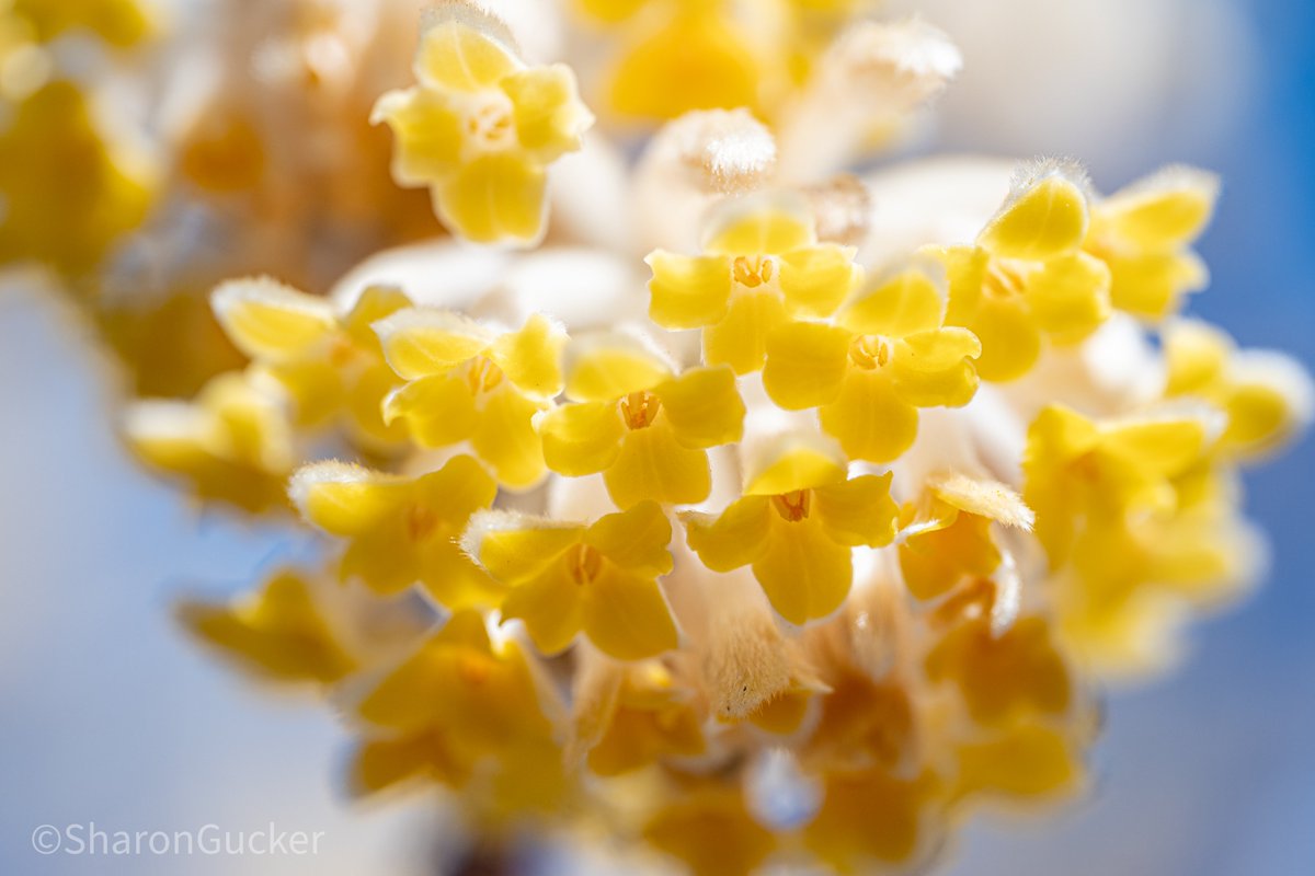 Tiny yellow flowers
#flowerphotography #Flowers #flower #macroflower #macrophotography #nikonphotography #flowerbeauty #HappyWednesday #TwitterNatureCommunity #NaturePhotography #NatureBeauty