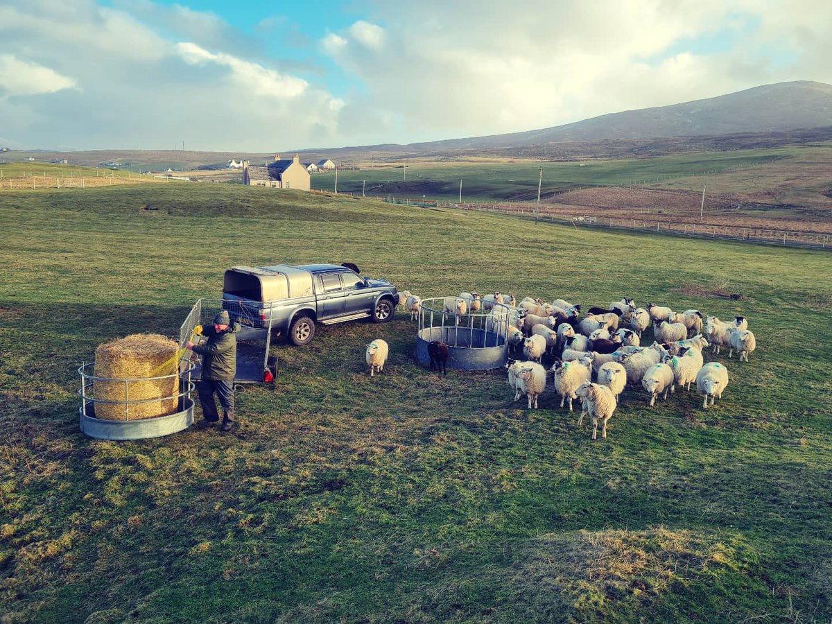 OuterHebs's tweet photo. These guys are in for a feast.πππ
What a spot to hang out and have your dinner! ππ
πΈ: @dcobbe
#visitouterhebrides #croftinglife https://t.co/e2hU56jQNv