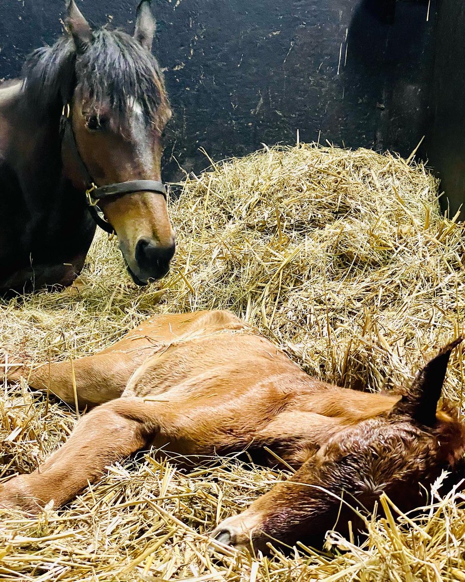 HarasOmbreville's tweet photo. 💙 𝗔𝗡𝗢𝗧𝗛𝗘𝗥 𝗡𝗜𝗚𝗛𝗧, 𝗔𝗡𝗢𝗧𝗛𝗘𝗥 𝗕𝗢𝗬 💙
Welcome to Baby 𝟯𝟬 : a lovely colt by @Haras_d_Etreham 𝘼𝙇𝙈𝘼𝙉𝙕𝙊𝙍 out of a mare by @Coolmore 𝑅𝑂𝐶𝐾 𝑂𝐹 𝐺𝐼𝐵𝑅𝐴𝐿𝑇𝐴𝑅
🤩 𝙎𝙩𝙖𝙡𝙡𝙞𝙤𝙣 𝟮𝟬𝟮𝟮 : @AgaKhanStuds 𝙕𝘼𝙍𝘼𝙆 🤩

@Jour_de_Galop 
@bloodstocknews https://t.co/68bYYRweM7