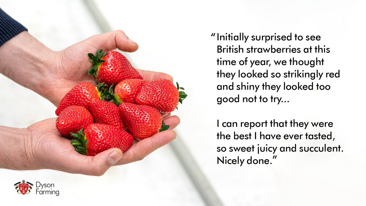 DysonFarming's tweet image. Have you tried our strawberries yet? We’d love to hear from you; comment or contact us via our website. Look out for Dyson Farming Red Diamond punnets at your local @marksandspencer  let us know what you think. #dysonfarmingstrawberries #british #sustainable #lowfoodmiles #m&amp;amp;s