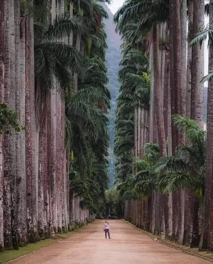 Botanical Park of Rio de Janerio Brazil, Founded in 1808, it is considered one of the most important in the world.