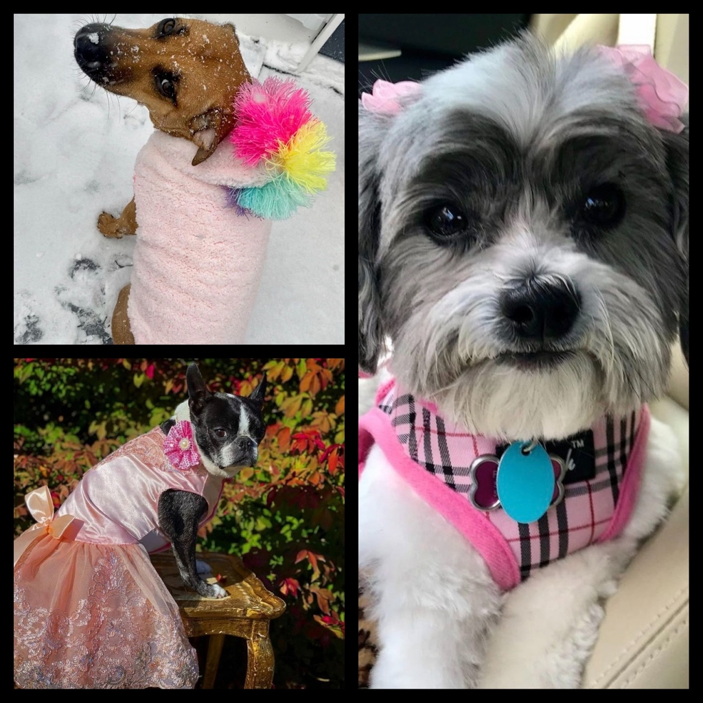 RescuePopPets's tweet photo. #NationalDayofPink is here! There is nothing cuter than #rescuepups in pink - so enjoy this round-pup!

🗯️ Comment a pink emoji below!

#RescuePop #AdoptDontShop #UltimuttGuide #PetAdoptionGuide #iloverescuedogs #dogsinpink #rescuedogoftheday #rescuedogsoftheday #rescuedogfeature https://t.co/6nRW52UTeC