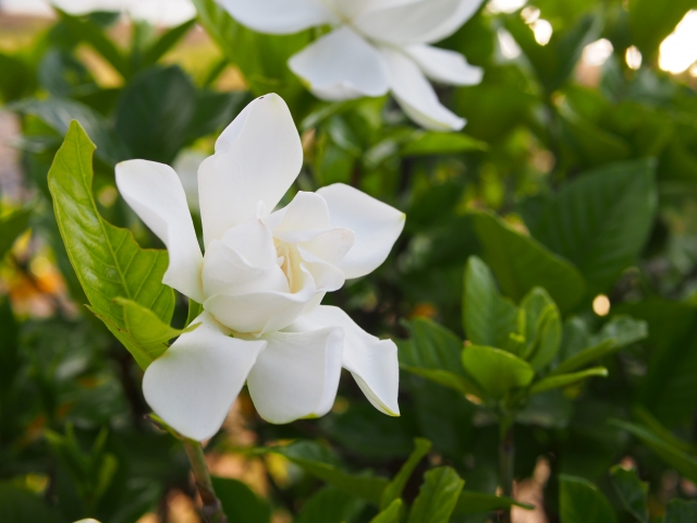 yourteam_2020's tweet photo. 【4月29日の誕生花】クチナシ

花言葉：幸せでとてもうれしい

今日も頑張りましょう！
#企業公式春のフォロー祭り
#企業公式相互フォロー
#企業公式つぶやき部
#オンライン秘書 https://t.co/j3uSZQLc7Z