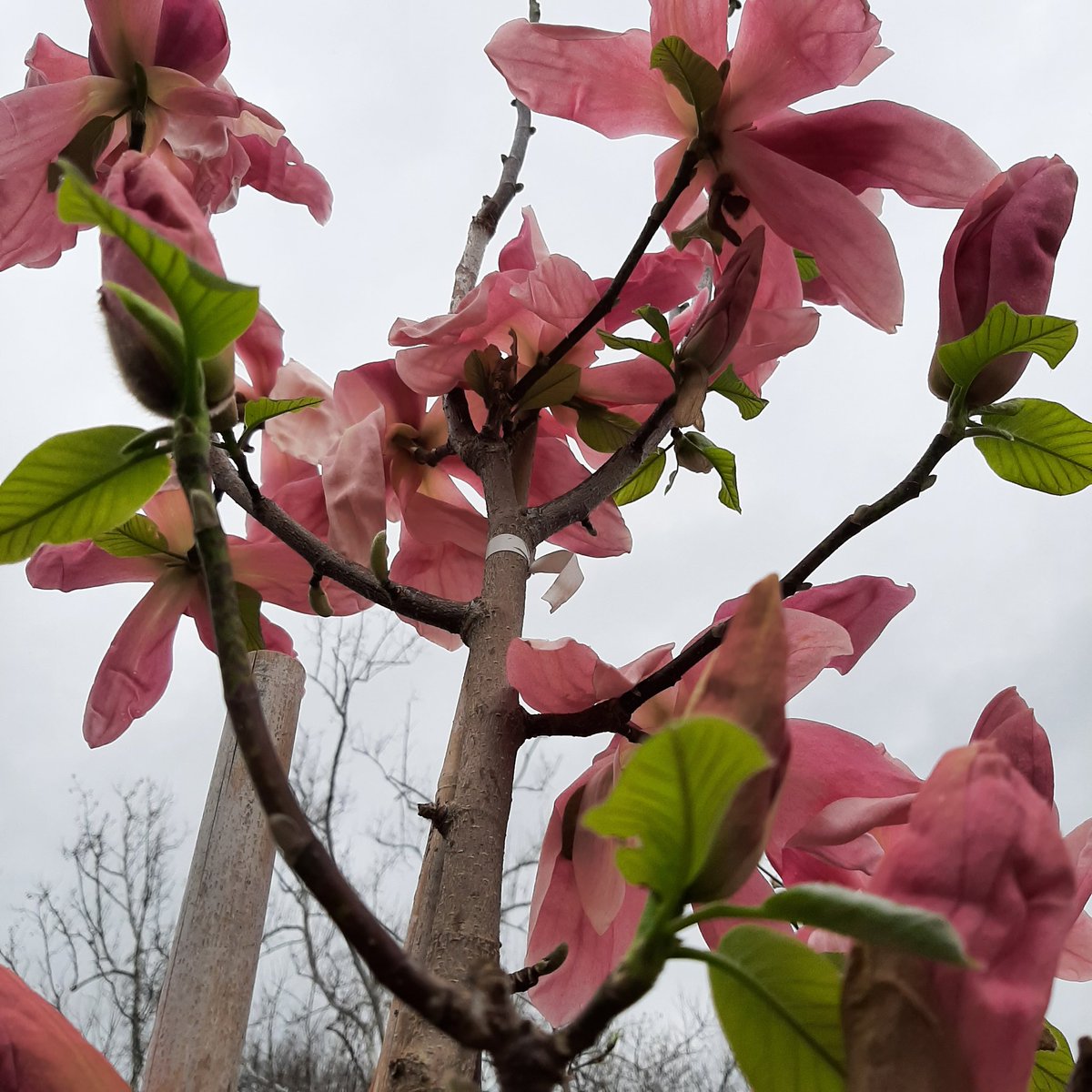 If I could send the amazing smell with this..magnolia blooming at work.
#greenhousegirl #floweringtrees #myphoto 📸