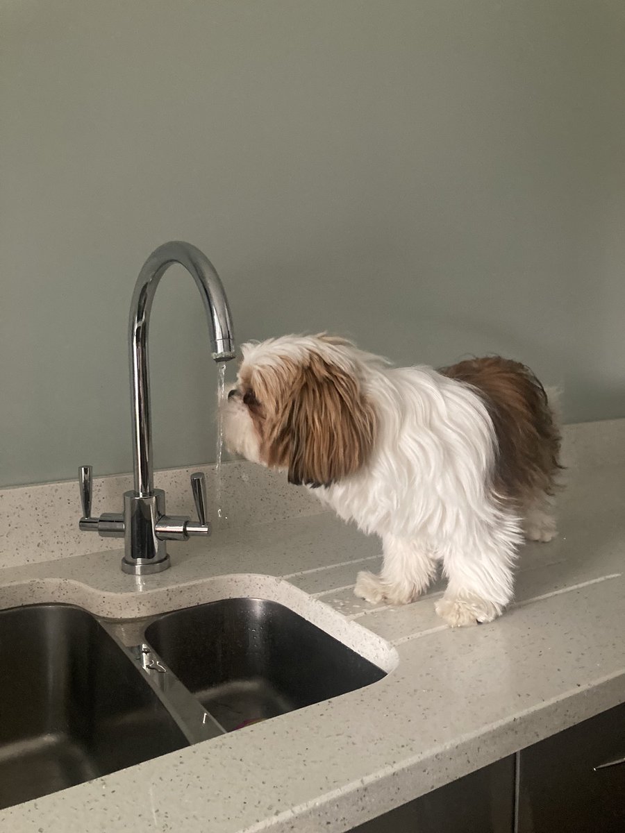 Anything the cat can do, I can do better! #shihtzu #DogsofTwittter