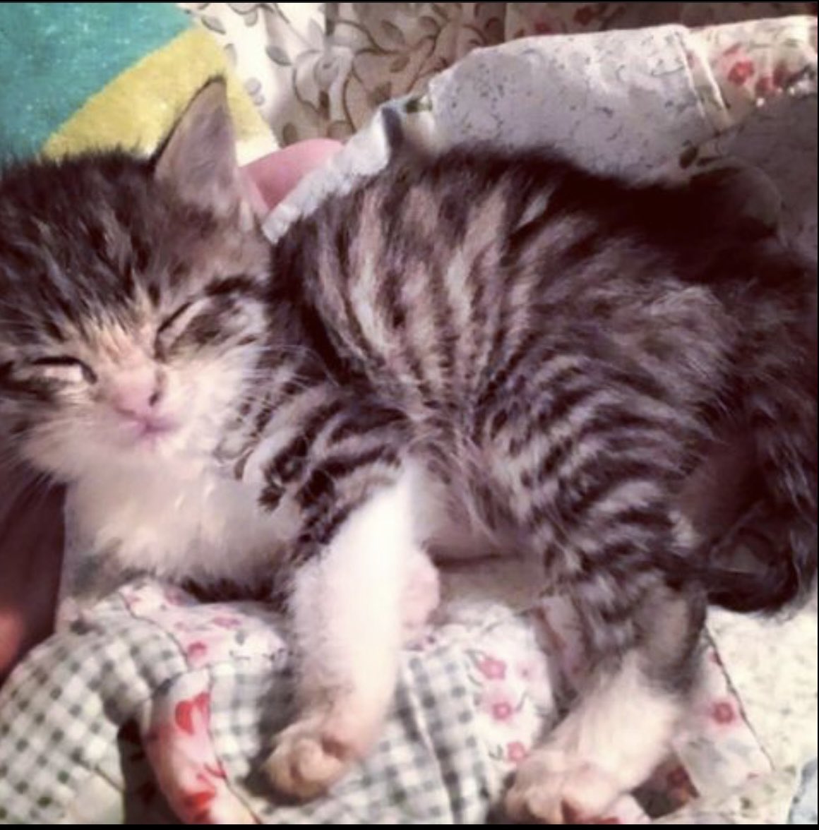 #kitten #kittensoftwitter #baby #adorable #CuteCats #CuteAnimals #MY BABIES #MY BABY #love #sweet <a href="/AngelaMowery4/">Creative Girl in Texas</a>