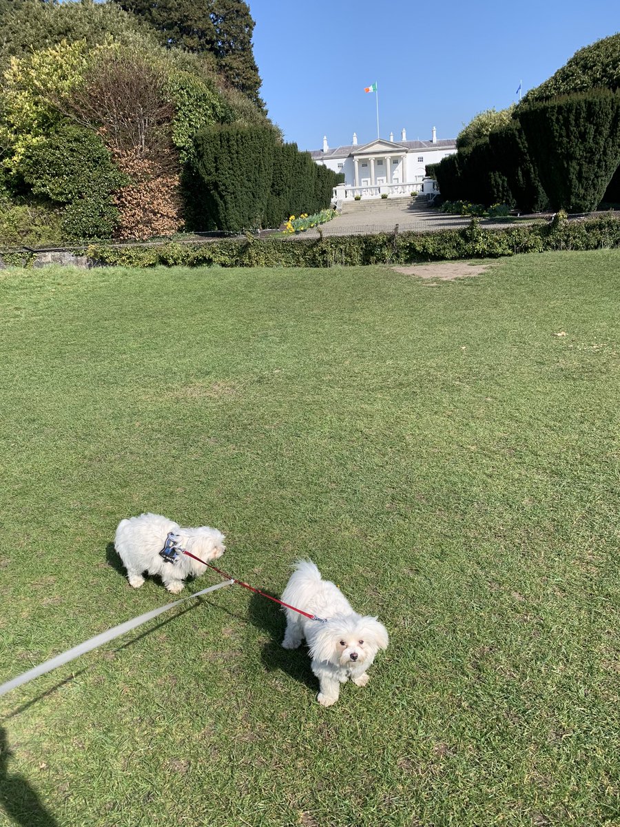 WigsWobbles's tweet photo. @circuitsThighct @KingsInns @Beanandgoose @DianeSutton_ @DuInns @MemabyrneBL @bridoflaherty Báinín &amp; Spraoi winners of Best Team Mascots are still #OnTheMove #KITeamChallenge https://t.co/7Htwjce4v0
